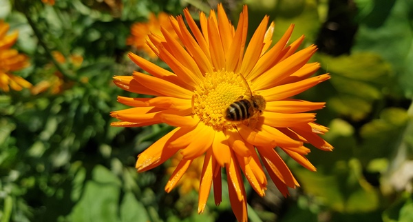 Mindestens Bio - auch wenn's "nur" Blumen sind!