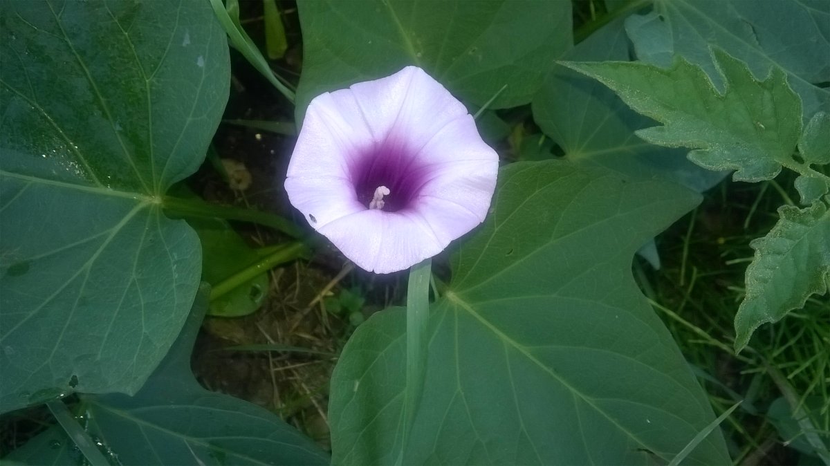 Erfolgreich selber Süsskartoffeln anbauen – von der Anzucht bis zur Ernte